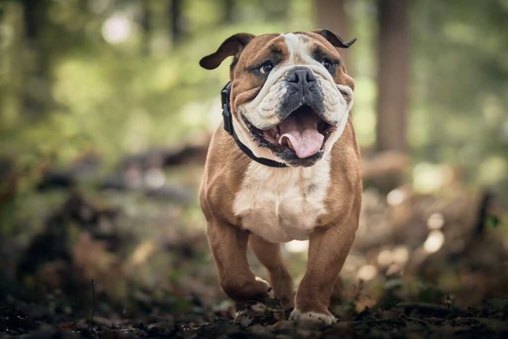 Animal Law – Steven Tarshis, Attorney at Law in NY, NJ, and FL Animal Law
Bulldog